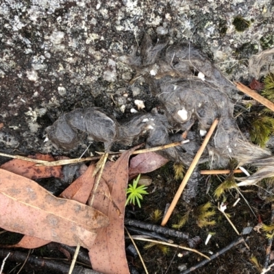 Unidentified Quoll or Tasmanian Devil at The Gulf, NSW - 9 Sep 2022 by Topknot