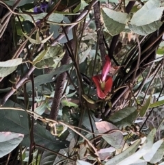 Kennedia rubicunda (Dusky Coral Pea) at Chaelundi, NSW - 9 Sep 2022 by Topknot