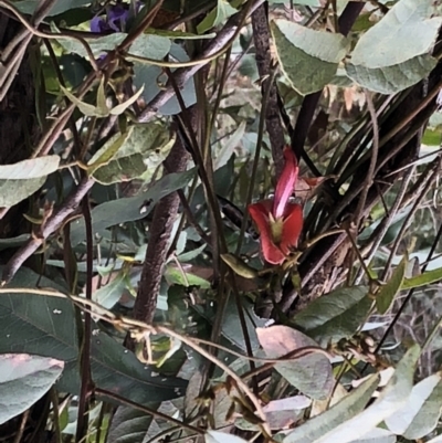 Kennedia rubicunda (Dusky Coral Pea) at Chaelundi, NSW - 9 Sep 2022 by Topknot