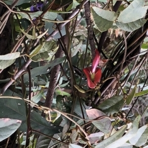 Kennedia rubicunda (TBC) at suppressed by Topknot