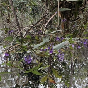 Hardenbergia violacea at Chaelundi, NSW - 9 Sep 2022 11:10 AM