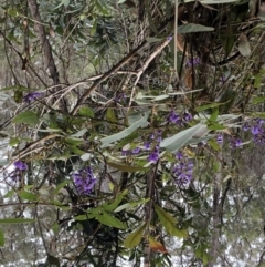 Hardenbergia violacea (TBC) at suppressed - 9 Sep 2022 by Topknot