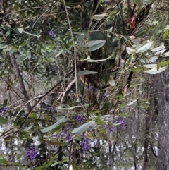 Hardenbergia violacea at Chaelundi, NSW - 9 Sep 2022 11:10 AM