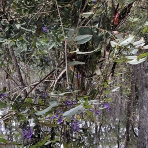 Hardenbergia violacea at Chaelundi, NSW - 9 Sep 2022