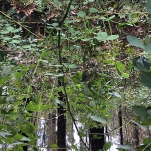 Goodia lotifolia at Chaelundi, NSW - 9 Sep 2022 11:29 AM