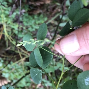 Goodia lotifolia at Chaelundi, NSW - 9 Sep 2022