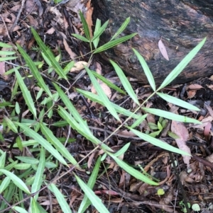 Polyscias sambucifolia at Chaelundi, NSW - 9 Sep 2022 11:30 AM