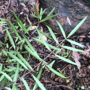Polyscias sambucifolia at Chaelundi, NSW - 9 Sep 2022