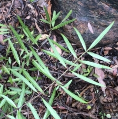 Unidentified Other Shrub (TBC) at Chaelundi, NSW - 9 Sep 2022 by Topknot