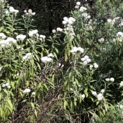 Coronidium elatum (White Everlasting Daisy) at Chaelundi, NSW - 9 Sep 2022 by Topknot