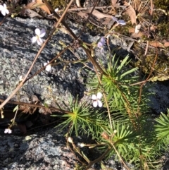 Unidentified Other Wildflower or Herb (TBC) at Chaelundi, NSW - 9 Sep 2022 by Topknot