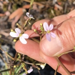 Stylidium laricifolium at Chaelundi, NSW - 9 Sep 2022 12:54 PM