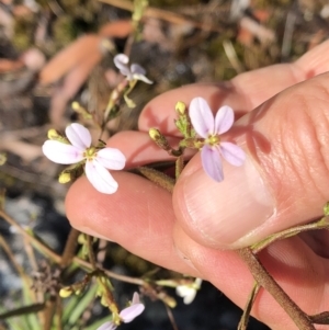 Stylidium laricifolium at Chaelundi, NSW - 9 Sep 2022