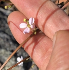Stylidium laricifolium at Chaelundi, NSW - 9 Sep 2022