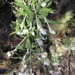 Coronidium elatum (White Everlasting Daisy) at Chaelundi, NSW - 9 Sep 2022 by Topknot