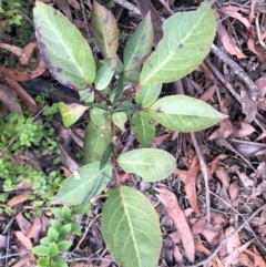 Polyscias sambucifolia (Elderberry Panax) at Guy Fawkes River National Park - 9 Sep 2022 by Topknot