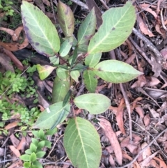 Polyscias sambucifolia (Elderberry Panax) at Chaelundi, NSW - 9 Sep 2022 by Topknot