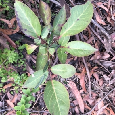 Polyscias sambucifolia (Elderberry Panax) at Chaelundi, NSW - 9 Sep 2022 by Topknot