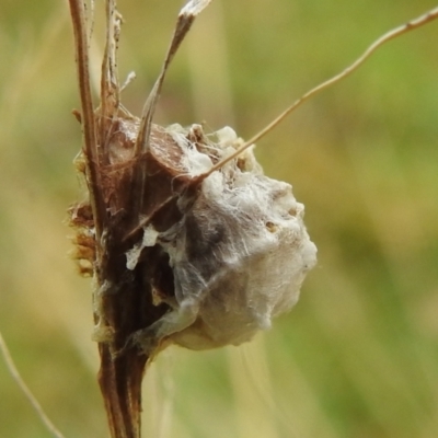 Unidentified Spider (Araneae) at Lions Youth Haven - Westwood Farm - 7 Sep 2022 by HelenCross