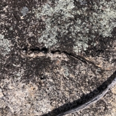 Dasyurus maculatus ssp. maculatus at The Gulf, NSW - suppressed