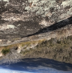 Dasyurus maculatus ssp. maculatus at The Gulf, NSW - suppressed