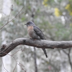Cacomantis flabelliformis (Fan-tailed Cuckoo) at Acton, ACT - 8 Sep 2022 by HelenCross
