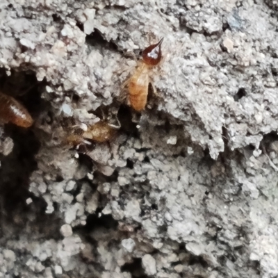 Nasutitermes exitiosus (Snouted termite, Gluegun termite) at Isaacs Ridge - 7 Sep 2022 by Mike