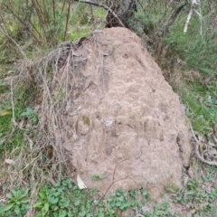 Nasutitermes exitiosus at Jerrabomberra, ACT - 7 Sep 2022