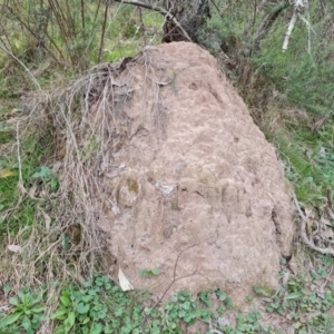 Nasutitermes exitiosus at Jerrabomberra, ACT - suppressed