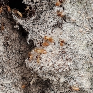 Nasutitermes exitiosus at Jerrabomberra, ACT - 7 Sep 2022