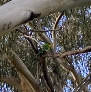 Polytelis swainsonii at Wanniassa, ACT - 9 Sep 2022