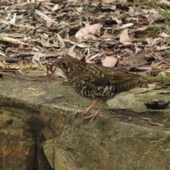 Zoothera lunulata (Bassian Thrush) at ANBG - 8 Sep 2022 by HelenCross