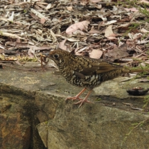 Zoothera lunulata at Acton, ACT - 8 Sep 2022