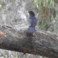 Turdus merula (Eurasian Blackbird) at ANBG - 8 Sep 2022 by HelenCross