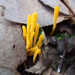 Clavulinopsis amoena (Yellow club) at Cook, ACT - 15 Jun 2022 by drakes