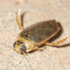 Unidentified Other beetle at Yathong Nature Reserve - 6 Sep 2022 by Harrisi