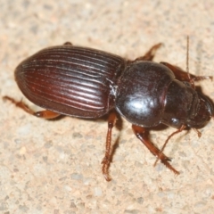 Unidentified Carab beetle (Carabidae) at Yathong Nature Reserve - 6 Sep 2022 by Harrisi