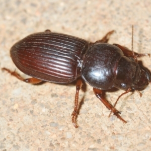 Unidentified Carab beetle (Carabidae) at suppressed by Harrisi