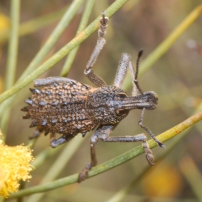 Unidentified Weevil (Curculionoidea) at Euabalong, NSW - 6 Sep 2022 by Harrisi