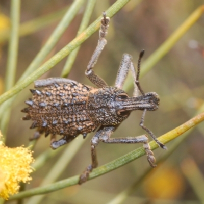 Leptopius sp. (genus) at Round Hill Nature Reserve - 6 Sep 2022 by Harrisi