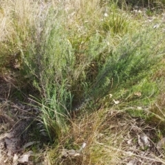 Chrysocephalum semipapposum (Clustered Everlasting) at Hawker, ACT - 6 Sep 2022 by sangio7