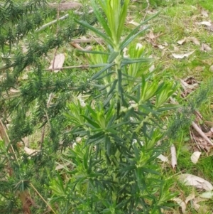 Cassinia aculeata subsp. aculeata at Hawker, ACT - 6 Sep 2022 02:43 PM