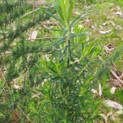 Cassinia aculeata subsp. aculeata (Dolly Bush, Common Cassinia, Dogwood) at Hawker, ACT - 6 Sep 2022 by sangio7