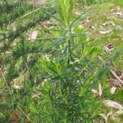 Cassinia aculeata subsp. aculeata (Dolly Bush, Common Cassinia, Dogwood) at Hawker, ACT - 6 Sep 2022 by sangio7