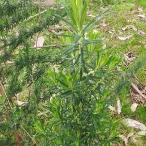 Cassinia aculeata subsp. aculeata at Hawker, ACT - 6 Sep 2022