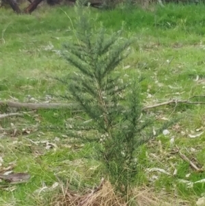 Cassinia aculeata subsp. aculeata at Hawker, ACT - 6 Sep 2022