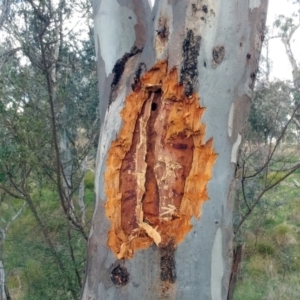 Zanda funerea at Hawker, ACT - 6 Sep 2022 02:52 PM