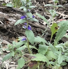 Ajuga australis (Austral Bugle) at Murtho, SA - 30 Aug 2022 by JaneR