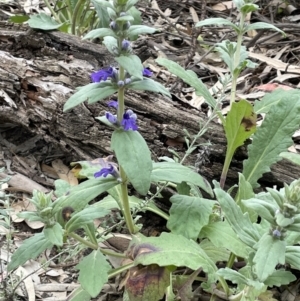 Ajuga australis at Murtho, SA - 30 Aug 2022