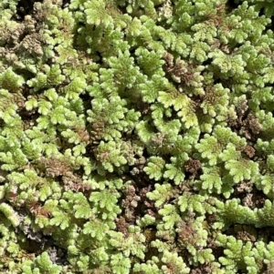 Azolla rubra at Murtho, SA - 30 Aug 2022 12:26 PM